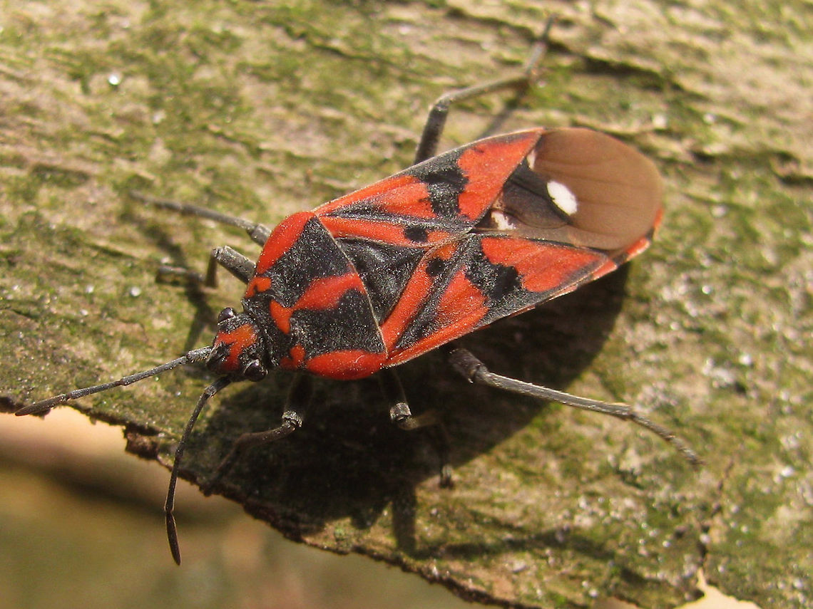 Spilostethus pandurus - no golden streak Normally, idividuals of this species have a slight golden-brownish streak on the inside of the black bands on the pronotum. In this specimen the bands are wide and all black. Hemiptera,Heteroptera,Lygaeidae,Spilostethus,Spilostethus pandurus,nl: Pandoerridderwants