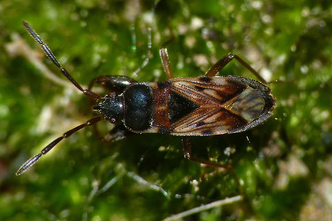Scolopostethus grandis A friend told me that this image of mine was used in a book by Lars Skipper about Denmark's seed bugs (Danmarks fr&oslash;t&aelig;ger) that came out recently - probably taken from Wikimedia Commons where I uploaded it a few years back (as Public Domain / CC0 of course).
http://www.apollobooks.dk/DKfroetaeger.htm
I feel this endorses the quality enough to have it here too :o) Hemiptera,Heteroptera,Lygaeidae,Rhyparochromidae,Rhyparochrominae,Scolopostethus,Scolopostethus grandis,Seed Bug,nl: Grote zaagpoot