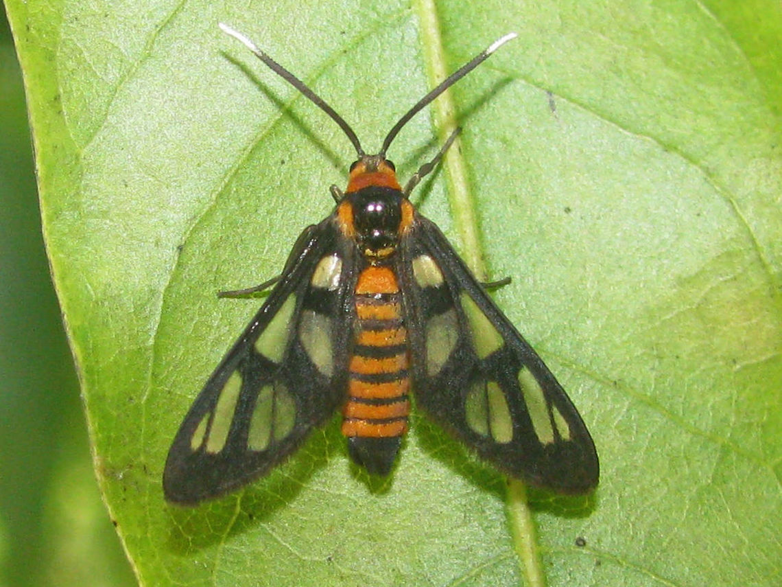 Amata huebneri - Surabaya  Amata,Amata huebneri,Arctiinae,Erebidae,Geotagged,Hübner's Wasp Moth,Indonesia,Syntomini