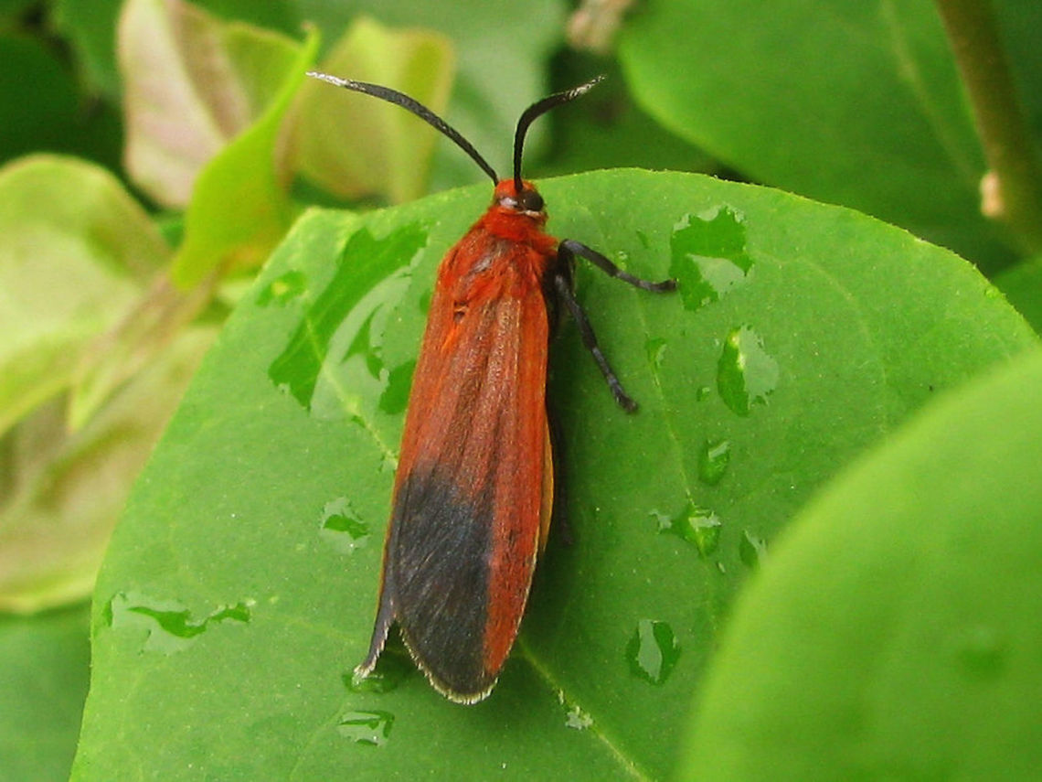 Unk_Erebidae_-_Surabaya2 Different specimen/location but probably same species:<br />
<figure class="photo"><a href="https://www.jungledragon.com/image/62116/unk_erebidae_-_surabaya3.html" title="Unk_Erebidae_-_Surabaya3"><img src="https://s3.amazonaws.com/media.jungledragon.com/images/3043/62116_thumb.jpg?AWSAccessKeyId=05GMT0V3GWVNE7GGM1R2&Expires=1759968010&Signature=HFZhtlKc5NXFBQLSua0EM637wJ0%3D" width="200" height="114" alt="Unk_Erebidae_-_Surabaya3 Help with ID appreciated :o)<br />
Different shots of same animal:<br />
https://www.jungledragon.com/image/62117/unk_erebidae_-_surabaya1.html<br />
Different specimen/location but probably same species:<br />
https://www.jungledragon.com/image/62115/unk_erebidae_-_surabaya2.html Erebidae,Geotagged,Indonesia" /></a></figure><br />
<figure class="photo"><a href="https://www.jungledragon.com/image/62117/unk_erebidae_-_surabaya1.html" title="Unk_Erebidae_-_Surabaya1"><img src="https://s3.amazonaws.com/media.jungledragon.com/images/3043/62117_thumb.jpg?AWSAccessKeyId=05GMT0V3GWVNE7GGM1R2&Expires=1759968010&Signature=p9i6LM96h4s%2BWEqED1A%2B5%2ByuE8I%3D" width="200" height="114" alt="Unk_Erebidae_-_Surabaya1 Help with ID appreciated :o)<br />
Different shot of same animal:<br />
https://www.jungledragon.com/image/62116/unk_erebidae_-_surabaya3.html<br />
Different specimen/location but probably same species:<br />
https://www.jungledragon.com/image/62115/unk_erebidae_-_surabaya2.html Erebidae,Geotagged,Indonesia" /></a></figure><br />
 Erebidae,Geotagged,Indonesia