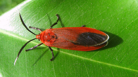 Unk_Erebidae_-_Surabaya3 Help with ID appreciated :o)
Different shots of same animal:
https://www.jungledragon.com/image/62117/unk_erebidae_-_surabaya1.html
Different specimen/location but probably same species:
https://www.jungledragon.com/image/62115/unk_erebidae_-_surabaya2.html Erebidae,Geotagged,Indonesia