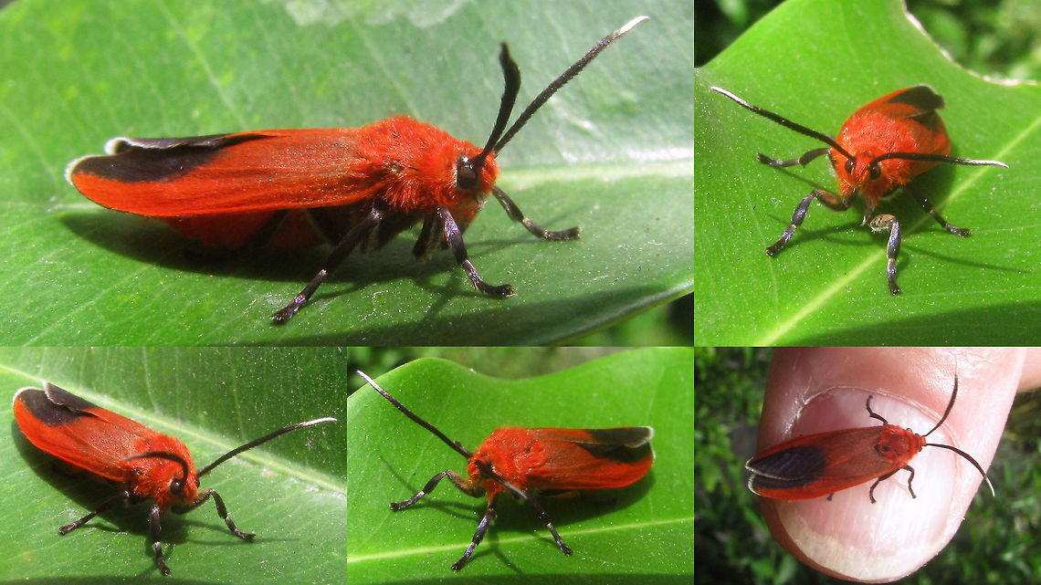 Unk_Erebidae_-_Surabaya1 Help with ID appreciated :o)<br />
Different shot of same animal:<br />
<figure class="photo"><a href="https://www.jungledragon.com/image/62116/unk_erebidae_-_surabaya3.html" title="Unk_Erebidae_-_Surabaya3"><img src="https://s3.amazonaws.com/media.jungledragon.com/images/3043/62116_thumb.jpg?AWSAccessKeyId=05GMT0V3GWVNE7GGM1R2&Expires=1759968010&Signature=HFZhtlKc5NXFBQLSua0EM637wJ0%3D" width="200" height="114" alt="Unk_Erebidae_-_Surabaya3 Help with ID appreciated :o)<br />
Different shots of same animal:<br />
https://www.jungledragon.com/image/62117/unk_erebidae_-_surabaya1.html<br />
Different specimen/location but probably same species:<br />
https://www.jungledragon.com/image/62115/unk_erebidae_-_surabaya2.html Erebidae,Geotagged,Indonesia" /></a></figure><br />
Different specimen/location but probably same species:<br />
<figure class="photo"><a href="https://www.jungledragon.com/image/62115/unk_erebidae_-_surabaya2.html" title="Unk_Erebidae_-_Surabaya2"><img src="https://s3.amazonaws.com/media.jungledragon.com/images/3043/62115_thumb.jpg?AWSAccessKeyId=05GMT0V3GWVNE7GGM1R2&Expires=1759968010&Signature=4aQ%2Bv2uH%2Fs1WkVMkmhLS1szzUgo%3D" width="200" height="150" alt="Unk_Erebidae_-_Surabaya2 Different specimen/location but probably same species:<br />
https://www.jungledragon.com/image/62116/unk_erebidae_-_surabaya3.html<br />
https://www.jungledragon.com/image/62117/unk_erebidae_-_surabaya1.html<br />
 Erebidae,Geotagged,Indonesia" /></a></figure> Erebidae,Geotagged,Indonesia