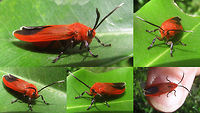 Unk_Erebidae_-_Surabaya1 Help with ID appreciated :o)<br />
Different shot of same animal:<br />
https://www.jungledragon.com/image/62116/unk_erebidae_-_surabaya3.html<br />
Different specimen/location but probably same species:<br />
https://www.jungledragon.com/image/62115/unk_erebidae_-_surabaya2.html Erebidae,Geotagged,Indonesia
