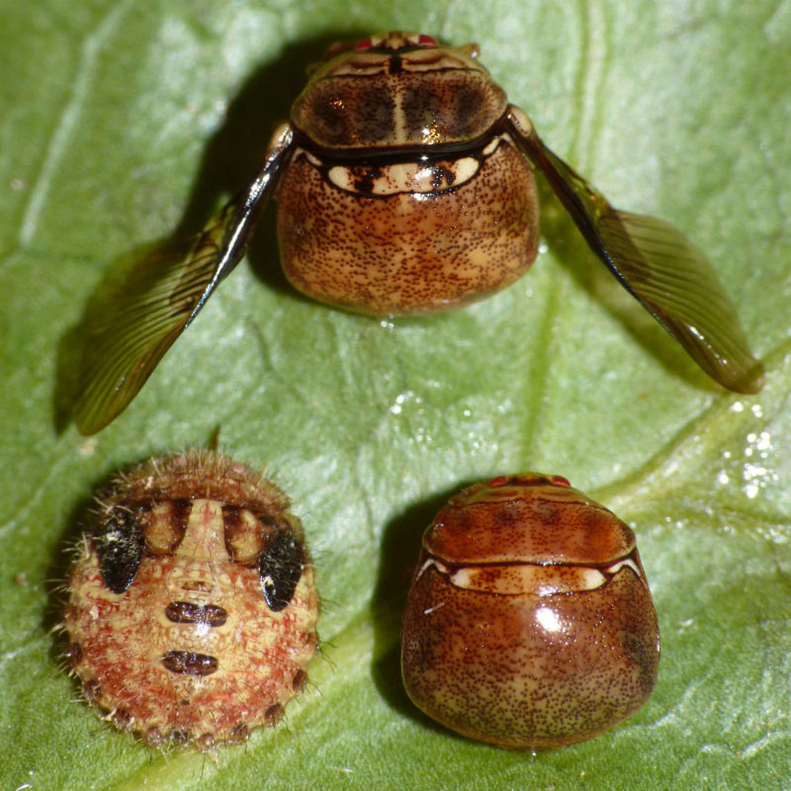 Plataspididae - Flores IDN Still unidentified Plataspididae nymph and imagos from Flores (IDN), Jul-Aug 2013 kindly sent to me by  Mark Schellekens.<br />
Just stumbled on the image and figured I might as well put it online ... maybe someone else sees it and comes up with an ID.<br />
(Plataspididae are sometimes referred to as Plataspidae, so I'll add that as a tag too ;o)  Hemiptera,Heteroptera,Nymph,Pentatomoidea,Plataspidae,Plataspididae