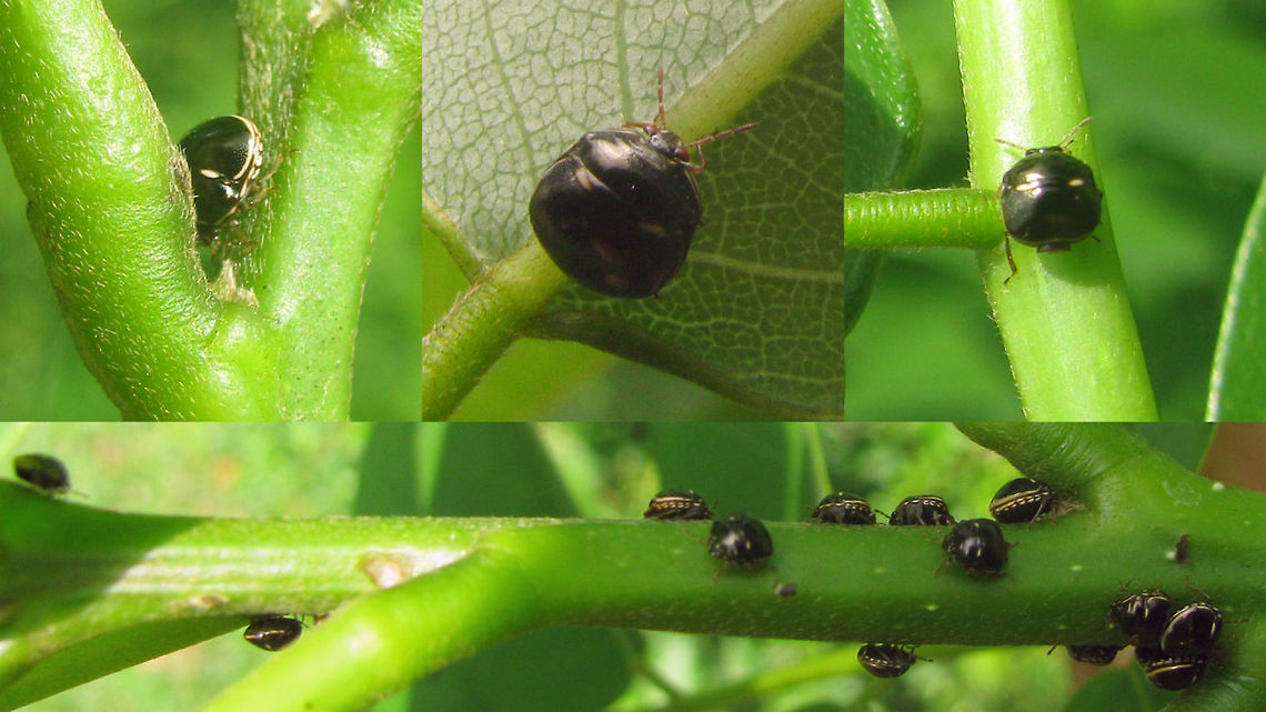 Plataspididae - Magelang Collage of horribly low quality shots, showing another species of Platispididae, with some morphological peculiarities showing  <br />
<br />
Possibly Coptosoma variegatum ?? Hemiptera,Heteroptera,Pentatomoidea,Plataspidae,Plataspididae