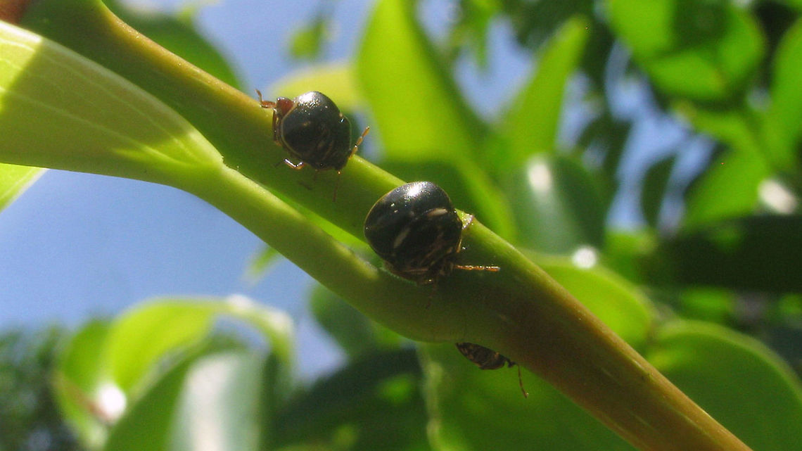 Plataspididae - Surabaya Another low quality shot of some species of Platispididae, this time from Surabaya<br />
Possibly Coptosoma variegatum ?? Hemiptera,Heteroptera,Pentatomoidea,Plataspidae,Plataspididae