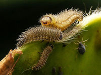 Gonioctena olivacea larvae mix Various larvae stages of Gonioctena olivacea.<br />
Other shots from same location:<br />
https://www.jungledragon.com/image/62169/gonioctena_olivacea_larvea.html<br />
https://www.jungledragon.com/image/62167/gonioctena_olivacea_larva.html Chrysomelidae,Chrysomelinae,Gonioctena,Gonioctena olivacea,Larvae,nl: Bremhaantje