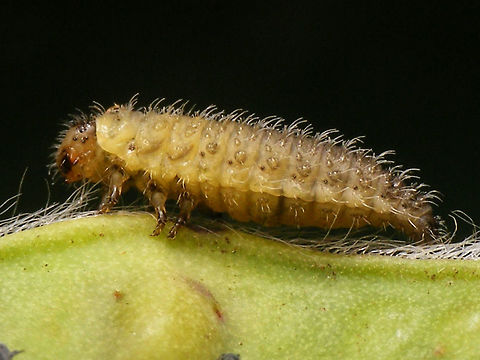Gonioctena olivacea larva Last stadium larva of Gonioctena olivacea.
Other shots from same location:
https://www.jungledragon.com/image/62169/gonioctena_olivacea_larvea.html
https://www.jungledragon.com/image/62166/gonioctena_olivacea_larvea.html Chrysomelidae,Chrysomelinae,Gonioctena,Gonioctena olivacea,Larva,nl: Bremhaantje