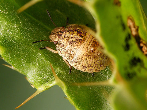 Eurygaster testudinaria - L4 4th stadium nymph of Eurygaster testudinaria Eurygaster,Eurygaster testudinaria,Heteroptera,Netherlands,Scutelleridae,nl: Gewone pantserwants