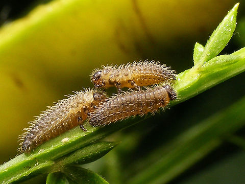 Gonioctena olivacea larvae (younger) Some younger/smaller larvae of Gonioctena olivacea
Other shots from same location:
https://www.jungledragon.com/image/62166/gonioctena_olivacea_larvea.html
https://www.jungledragon.com/image/62167/gonioctena_olivacea_larva.html Chrysomelidae,Chrysomelinae,Gonioctena,Gonioctena olivacea,Larva,nl: Bremhaantje