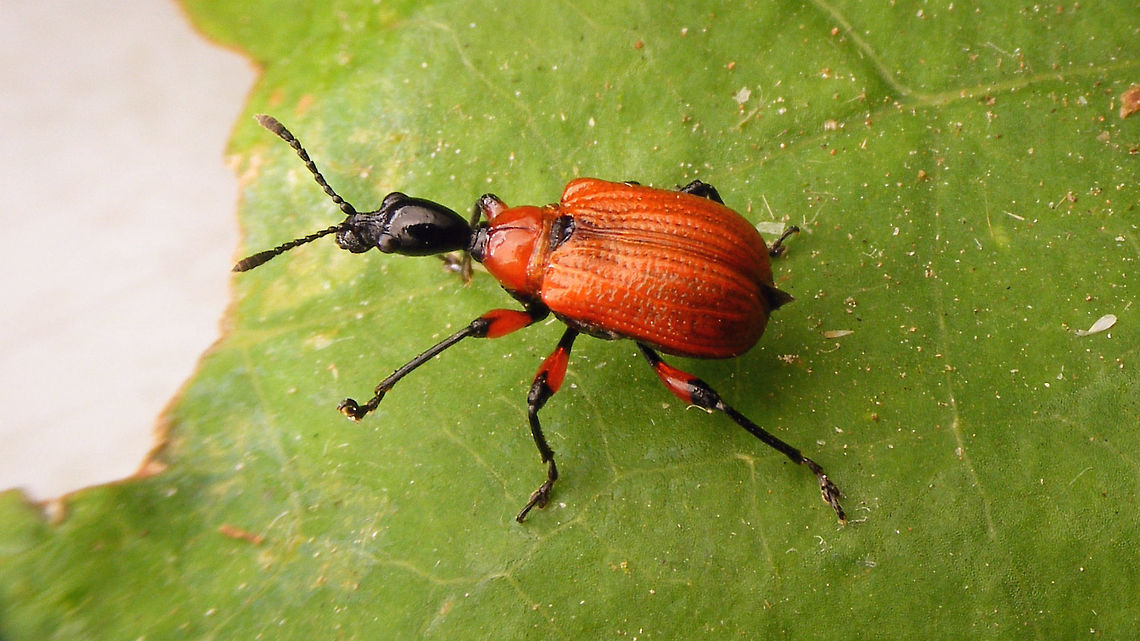 Apoderus coryli on green leaf Wings not tucked in properly Apoderus,Apoderus coryli,Attelabidae,Coleoptera,nl: Hazelaarbladrolkever