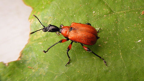 Apoderus coryli on green leaf Wings not tucked in properly Apoderus,Apoderus coryli,Attelabidae,Coleoptera,nl: Hazelaarbladrolkever