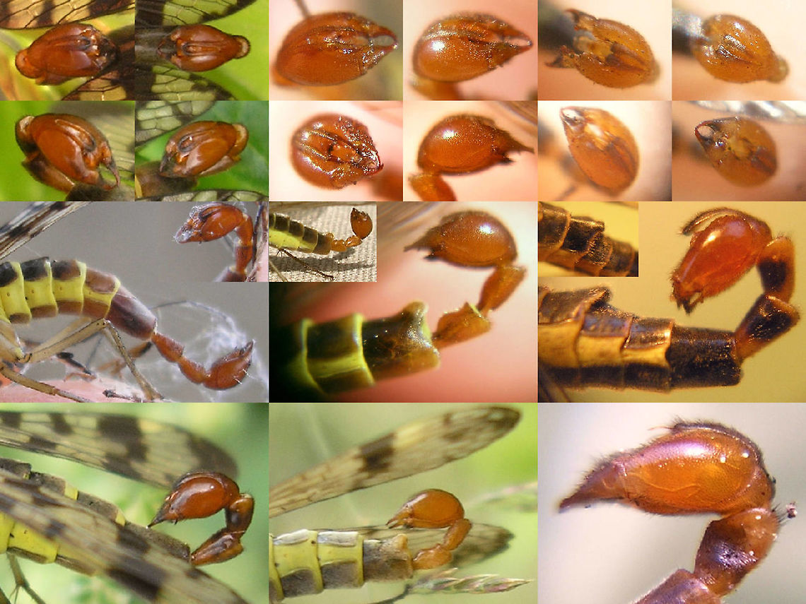 Panorpa spp genital bulbs with hypovalves Rather old collage of some morphological traits to help in IDing Panorpa spp of northwest Europe.<br />
<br />
Left: Panporpa communis/vulgaris; Hypovalves (top) long, slender and bend inward at the apex, notal organ small, last abdominal segments cylindrical<br />
<br />
Center: Panorpa cognata; Hypovalves long, slender and straight, notal organ small, last abdominal segments with &quot;spoiler&quot; on hind margin<br />
<br />
Right: Panorpa germanica; Hypovalves short, broad and straight, notal organ very prominent, last abdominal segments cylindrical<br />
<br />
Explanation:<br />
<br />
The notal organ is a &quot;clamp&quot; located dorsally on the hind margin of the 3rd abdominal tergite that is used to firmly hold the wing of the female during copula preventing her from pulling loose without risk of damaging her wing.<br />
<br />
Panorpa cognata is the only species in northwest Europe with the modified last abdominal segments shown here. In the south there are more species in the cognata-group that have this trait, but in the north it is a great help in identification.<br />
<br />
Panorpa communis and vulgaris have long been seen as synonymous and are quite hard to separate on morphological characters. The male genitalia are slightly different internally and there is some difference in wing length and patterns. For this collage they would be inseparable. Mecoptera,Panorpa,Panorpa ID help,Panorpa cognata,Panorpa communis,Panorpa germanica,Panorpa vulgaris,Panorpidae,Scorpionfly