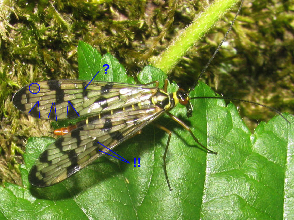 Panorpa germanica heavily marked with notes Female Panorpa germanica with &quot;heavier&quot; than average wing pattern expression.<br />
1) Quite typical for this species is that the three triangular spots across from the pterostigma are roughly the same size. In comparably patterned vulgaris/communis the basal one will be large and the middle one smaller.<br />
2) Normally across from the third spot there is _no_ spot close to the pterostigma (empty circle), where in the other species this area will be spotted.<br />
3) The spots marked with !! are normally separated in P. germanica and remain so very long while the pattern grows heavier during wing colour development. In this specimen the spots are fused in the left fore wing (marked ?) so this does happen, but a heavily marked specimen with non-fused &quot;twin spot&quot; will likely be germanica.<br />
<br />
Always look at _all_ the characters mentioned here to assess the wing as a whole!! Aberrations in one of the characters are frequent, but all three is very very unlikely :o) <br />
<br />
Here is a male with an &quot;average&quot;, more open wing pattern for comparison, where you can clearly also recognize the patterns indicated:<br />
<figure class="photo"><a href="https://www.jungledragon.com/image/62319/panorpa_germanica_male_typical.html" title="Panorpa germanica male typical"><img src="https://s3.amazonaws.com/media.jungledragon.com/images/3043/62319_thumb.jpg?AWSAccessKeyId=05GMT0V3GWVNE7GGM1R2&Expires=1759968010&Signature=NTepgDcV0L7hIZJvcy%2BTcwHYEhc%3D" width="200" height="150" alt="Panorpa germanica male typical Male Panorpa germanica with middle of the road typical wing pattern for this species. Genital bulb with short and broad hypovalves.<br />
<br />
Refer to this image for an explanation of what to look for in the pattern:<br />
https://www.jungledragon.com/image/62317/panorpa_germanica_heavily_marked_with_notes.html<br />
<br />
On male Panorpa germanica also look for the &quot;huge&quot; notal organ indicated in the image below. It is visible in the image above too, but more hidden in the shadow of the wings ;o)<br />
https://www.jungledragon.com/image/62318/panorpa_germanica_notal_organ.html German Scorpionfly,Mecoptera,Panorpa,Panorpa ID help,Panorpa germanica,Panorpidae,Scorpionfly" /></a></figure><br />
Do always keep in mind that for males it is more secure to check clear morphological traits such as shown here:<br />
<figure class="photo"><a href="https://www.jungledragon.com/image/62318/panorpa_germanica_notal_organ.html" title="Panorpa germanica notal organ"><img src="https://s3.amazonaws.com/media.jungledragon.com/images/3043/62318_thumb.jpg?AWSAccessKeyId=05GMT0V3GWVNE7GGM1R2&Expires=1759968010&Signature=exqVI%2FDgxb58WUMrYK3HPqUfny8%3D" width="200" height="150" alt="Panorpa germanica notal organ Collage of male Panorpa germanica with the large notal organ typical for males of this species indicated.<br />
The inset above shows the short and broad hypovalves on the calliper, that are typical for P.germanica (and the extremely rare P.hybrida).<br />
<br />
The notal organ is a &quot;clamp&quot; located dorsally on the hind margin of the 3rd abdominal tergite that is used to firmly hold the wing of the female during copula, preventing her from pulling loose without risk of damaging her wing. All species have this, but on P.germanica and P.hybrida it is exceptionally large. German Scorpionfly,Mecoptera,Panorpa,Panorpa ID help,Panorpa germanica,Panorpidae,Scorpionfly" /></a></figure> German Scorpionfly,Mecoptera,Panorpa,Panorpa ID help,Panorpa germanica,Panorpidae,Scorpionfly