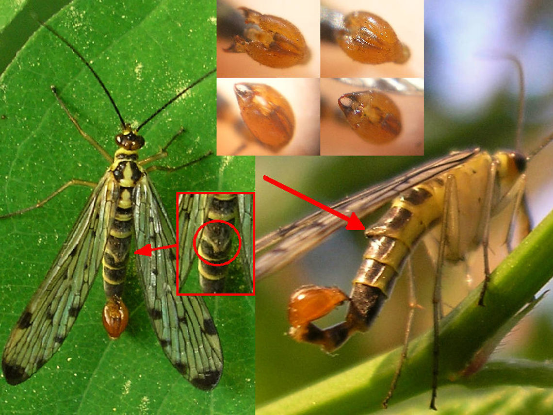 Panorpa germanica notal organ Collage of male Panorpa germanica with the large notal organ typical for males of this species indicated.<br />
The inset above shows the short and broad hypovalves on the calliper, that are typical for P.germanica (and the extremely rare P.hybrida).<br />
<br />
The notal organ is a &quot;clamp&quot; located dorsally on the hind margin of the 3rd abdominal tergite that is used to firmly hold the wing of the female during copula, preventing her from pulling loose without risk of damaging her wing. All species have this, but on P.germanica and P.hybrida it is exceptionally large. German Scorpionfly,Mecoptera,Panorpa,Panorpa ID help,Panorpa germanica,Panorpidae,Scorpionfly