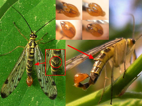 Panorpa germanica notal organ Collage of male Panorpa germanica with the large notal organ typical for males of this species indicated.
The inset above shows the short and broad hypovalves on the calliper, that are typical for P.germanica (and the extremely rare P.hybrida).

The notal organ is a "clamp" located dorsally on the hind margin of the 3rd abdominal tergite that is used to firmly hold the wing of the female during copula, preventing her from pulling loose without risk of damaging her wing. All species have this, but on P.germanica and P.hybrida it is exceptionally large. German Scorpionfly,Mecoptera,Panorpa,Panorpa ID help,Panorpa germanica,Panorpidae,Scorpionfly