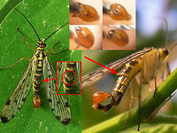 Panorpa germanica notal organ Collage of male Panorpa germanica with the large notal organ typical for males of this species indicated.<br />
The inset above shows the short and broad hypovalves on the calliper, that are typical for P.germanica (and the extremely rare P.hybrida).<br />
<br />
The notal organ is a "clamp" located dorsally on the hind margin of the 3rd abdominal tergite that is used to firmly hold the wing of the female during copula, preventing her from pulling loose without risk of damaging her wing. All species have this, but on P.germanica and P.hybrida it is exceptionally large. German Scorpionfly,Mecoptera,Panorpa,Panorpa ID help,Panorpa germanica,Panorpidae,Scorpionfly