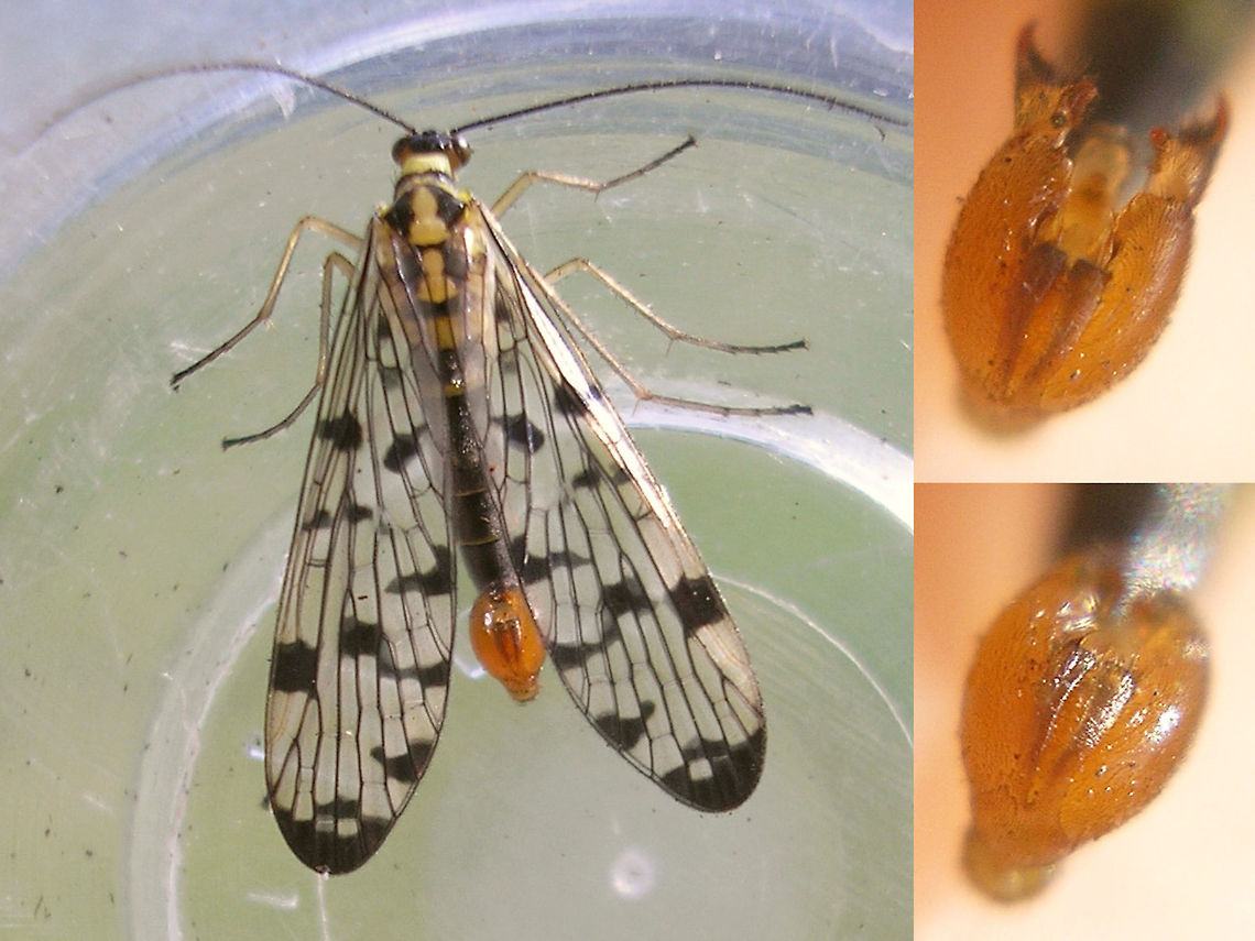 Panorpa germanica male typical Male Panorpa germanica with middle of the road typical wing pattern for this species. Genital bulb with short and broad hypovalves.<br />
<br />
Refer to this image for an explanation of what to look for in the pattern:<br />
<figure class="photo"><a href="https://www.jungledragon.com/image/62317/panorpa_germanica_heavily_marked_with_notes.html" title="Panorpa germanica heavily marked with notes"><img src="https://s3.amazonaws.com/media.jungledragon.com/images/3043/62317_thumb.jpg?AWSAccessKeyId=05GMT0V3GWVNE7GGM1R2&Expires=1767225610&Signature=Y5wAlD1UERMi07q5zgueXJHw2rE%3D" width="200" height="150" alt="Panorpa germanica heavily marked with notes Female Panorpa germanica with &quot;heavier&quot; than average wing pattern expression.<br />
1) Quite typical for this species is that the three triangular spots across from the pterostigma are roughly the same size. In comparably patterned vulgaris/communis the basal one will be large and the middle one smaller.<br />
2) Normally across from the third spot there is _no_ spot close to the pterostigma (empty circle), where in the other species this area will be spotted.<br />
3) The spots marked with !! are normally separated in P. germanica and remain so very long while the pattern grows heavier during wing colour development. In this specimen the spots are fused in the left fore wing (marked ?) so this does happen, but a heavily marked specimen with non-fused &quot;twin spot&quot; will likely be germanica.<br />
<br />
Always look at _all_ the characters mentioned here to assess the wing as a whole!! Aberrations in one of the characters are frequent, but all three is very very unlikely :o) <br />
<br />
Here is a male with an &quot;average&quot;, more open wing pattern for comparison, where you can clearly also recognize the patterns indicated:<br />
https://www.jungledragon.com/image/62319/panorpa_germanica_male_typical.html<br />
Do always keep in mind that for males it is more secure to check clear morphological traits such as shown here:<br />
https://www.jungledragon.com/image/62318/panorpa_germanica_notal_organ.html German Scorpionfly,Mecoptera,Panorpa,Panorpa ID help,Panorpa germanica,Panorpidae,Scorpionfly" /></a></figure><br />
<br />
On male Panorpa germanica also look for the &quot;huge&quot; notal organ indicated in the image below. It is visible in the image above too, but more hidden in the shadow of the wings ;o)<br />
<figure class="photo"><a href="https://www.jungledragon.com/image/62318/panorpa_germanica_notal_organ.html" title="Panorpa germanica notal organ"><img src="https://s3.amazonaws.com/media.jungledragon.com/images/3043/62318_thumb.jpg?AWSAccessKeyId=05GMT0V3GWVNE7GGM1R2&Expires=1767225610&Signature=8h%2F2jh%2F50H%2Bn3j5wUPgbJxOBzbc%3D" width="200" height="150" alt="Panorpa germanica notal organ Collage of male Panorpa germanica with the large notal organ typical for males of this species indicated.<br />
The inset above shows the short and broad hypovalves on the calliper, that are typical for P.germanica (and the extremely rare P.hybrida).<br />
<br />
The notal organ is a &quot;clamp&quot; located dorsally on the hind margin of the 3rd abdominal tergite that is used to firmly hold the wing of the female during copula, preventing her from pulling loose without risk of damaging her wing. All species have this, but on P.germanica and P.hybrida it is exceptionally large. German Scorpionfly,Mecoptera,Panorpa,Panorpa ID help,Panorpa germanica,Panorpidae,Scorpionfly" /></a></figure> German Scorpionfly,Mecoptera,Panorpa,Panorpa ID help,Panorpa germanica,Panorpidae,Scorpionfly