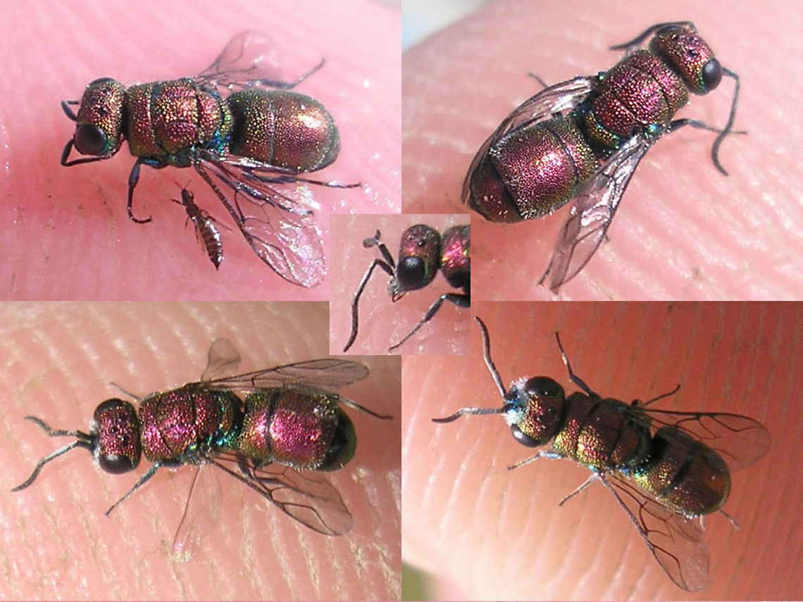 Chrysis varidens saved from pool Old images of a Cuckoo-wasp positively ID&#039;d by Paolo Rosa:<br />
&quot;The little and red Chrysididae is a very rare cuckoo-wasp, Chrysis varidens Abeille&quot; Aculeata,Chrysididae,Chrysis,Chrysis varidens,Hymenoptera,cuckoo wasp