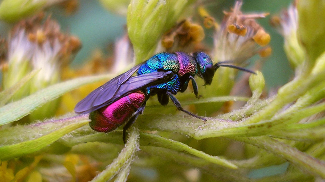 Hedychrum rutilans One of my first Cuckoo-wasp images ever (2006), ID'd at the time by Christian Schmid-Egger Aculeata,Chrysididae,Hedychrum,Hedychrum rutilans,Hymenoptera,cuckoo wasp
