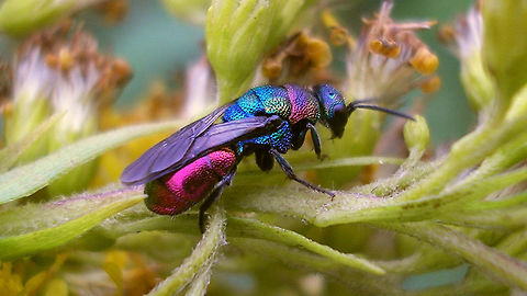 Hedychrum rutilans One of my first Cuckoo-wasp images ever (2006), ID'd at the time by Christian Schmid-Egger Aculeata,Chrysididae,Hedychrum,Hedychrum rutilans,Hymenoptera,cuckoo wasp