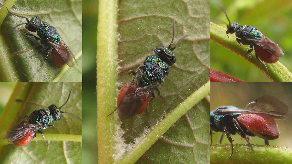 Hedychridium roseum The first Cuckoo-wasp that I&#039;ve dared to ID myself, thanks to an excellent key that came out in 2015 and is available for free as a PDF :o)<br />
<br />
Paukkunen et al. (2015) An illustrated key to the cuckoo wasps (Hymenoptera, Chrysididae) of the Nordic and Baltic countries, with description of a new species.<br />
<a href="https://www.biodiversity.no/Files/15776/Paukkunen_et_al._2015.pdf" rel="nofollow">https://www.biodiversity.no/Files/15776/Paukkunen_et_al._2015.pdf</a><br />
 Aculeata,Chrysididae,Hedychridium,Hedychridium roseum,Hymenoptera,cuckoo wasp