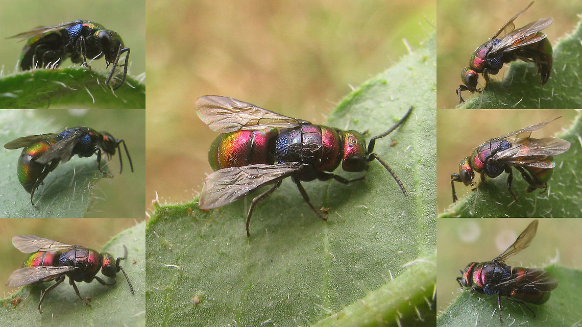 Holopyga fervida Another &quot;swimming pool victim&quot; and one of my very few images of Cuckoo-wasps that actually got to get a name, thanks to Paolo Rosa:<br />
&quot;It&#039;s a female of Holopyga fervida (Fabricius), it is quite common in France. The male is entirely green or blue. The punctuation on scutellum (almost polished) is typical of this species.&quot; Aculeata,Chrysididae,Holopyga,Holopyga fervida,Hymenoptera,cuckoo wasp
