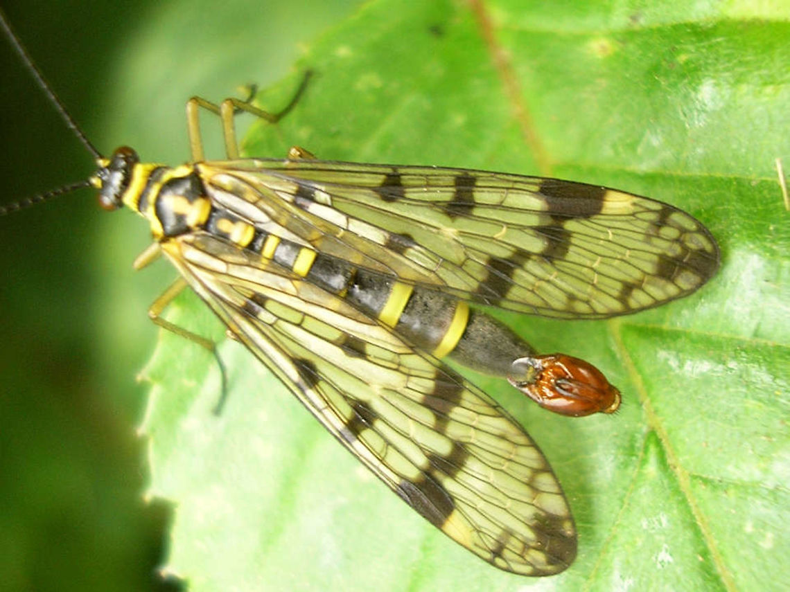 Panorpa vulgaris - veins in hind wing Just a quick shot that shows you have to be careful when assessing wing veins from photos on many four-winged insects as the wings can be slightly shifted and the veins in the hind wings will often show through ... Meadow Scorpionfly,Mecoptera,Panorpa,Panorpa ID help,Panorpa vulgaris,Panorpidae,Scorpionfly