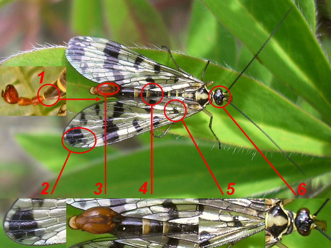 Panorpa - details to photograph for ID Some details that can be helpful in identification of European Panorpa (try to get these on your photos)<br />
<br />
1) Lateral shot of last abdominal segments in males: Cylindrical on most species, carrying a &quot;spoiler&quot; on the species of the cognata-group.<br />
2) Some keys/diagnosis will do counts of veins in the tip of the wing<br />
3) If you have a male _always_ try to get a good shot of the calipers and the hypovalves on them<br />
4) Males have a &quot;notal organ&quot; dorsally on the hind margin of the 3rd abdominal segment, in some species this is enlarged and therefor diagnostic<br />
5) Spot patterns on the wing can be diagnostic, especially for females where we have little other characters to go on. Notably the basal spot indicated here (5) is an important help in separating the sibling species P.communis and P.vulgaris<br />
6) The colour of the head can be helpful, especially in recognizing Panorpa cognata with a clear red cranium  Meadow Scorpionfly,Mecoptera,Panorpa,Panorpa ID help,Panorpa vulgaris,Panorpidae,Scorpionfly