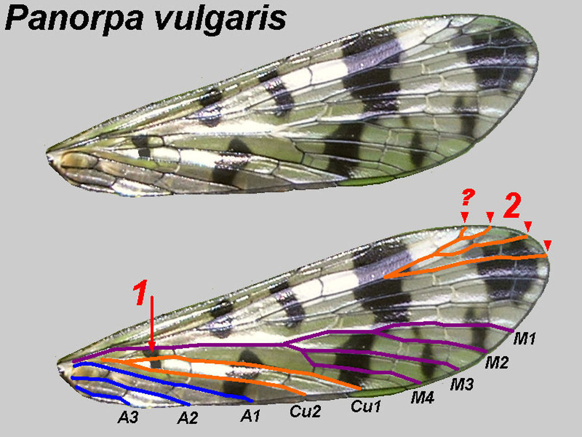 Panorpa vulgaris fore wing Just offloading some old images helpful in IDing Panorpas ... explanation later .. Meadow Scorpionfly,Mecoptera,Panorpa,Panorpa ID help,Panorpa vulgaris,Panorpidae,Scorpionfly