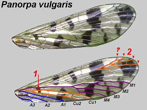 Panorpa vulgaris fore wing Just offloading some old images helpful in IDing Panorpas ... explanation later .. Meadow Scorpionfly,Mecoptera,Panorpa,Panorpa ID help,Panorpa vulgaris,Panorpidae,Scorpionfly