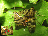 Panorpa vulgaris in copula - notal organ and salival mass nuptial gift Image of a copula of Panorpa vulgaris showing some interesting details:<br />
<br />
Circle: The male is clamping the fore wing of the female with his notal organ. This prevents her from breaking up the copula (she would damage her wing!)<br />
<br />
White blob: Male Scorpionflies will provide a female with a nuptial gift in the form of some dead insect for her to consume during copula. In order to make the copula last longer the male can also produce blobs of salival mass during copula and offer these to her when the dead insect is finished. In this image I had disturbed the lovers a tad so they had turned around, hence the salival mass is now behind them, but normally would be in front of the female ready for her to consume.<br />
Copulation,Meadow Scorpionfly,Mecoptera,Panorpa,Panorpa ID help,Panorpa vulgaris,Panorpidae,Scorpionfly,nuptial gift