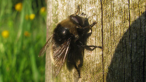 Merodon equestris - grayish Colours on Merodon equestris can be quite variabe. Here a more gray-ish specimen  Diptera,Hooverfly,Merodon,Merodon equestris,Syrphidae