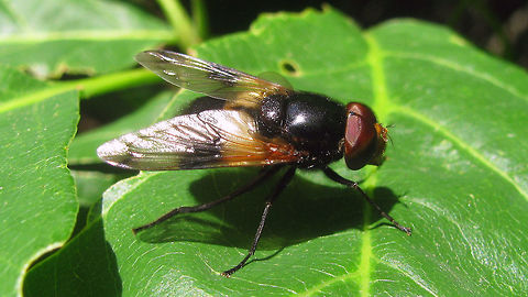 Volucella pellucens Volucella pellucens can look a lot like Volucella inflata. On the latter the white band on the abdomen is usually more yellowish, but this is not a good character for ID (too variable). V. pellucens has black hairs on the dorsum, vs orange hairs for inflata (but on photos often hard to see). Also, inflata has clear bands on the sides of the pronotum, whereas on pellucens the pronotum is usually completely black (such as here), but pellucens with (a hint of) lighter side bands are quite frequent too. The best way to tell them apart (imho) is not visible here, but the white band on pelucens is white all the way through to the sternite (belly) and inflata has a dark margin between tergite and sternite, showing as a black line in the white band on the side of the animal.    Diptera,Hooverfly,Syrphidae,Volucella,Volucella pellucens