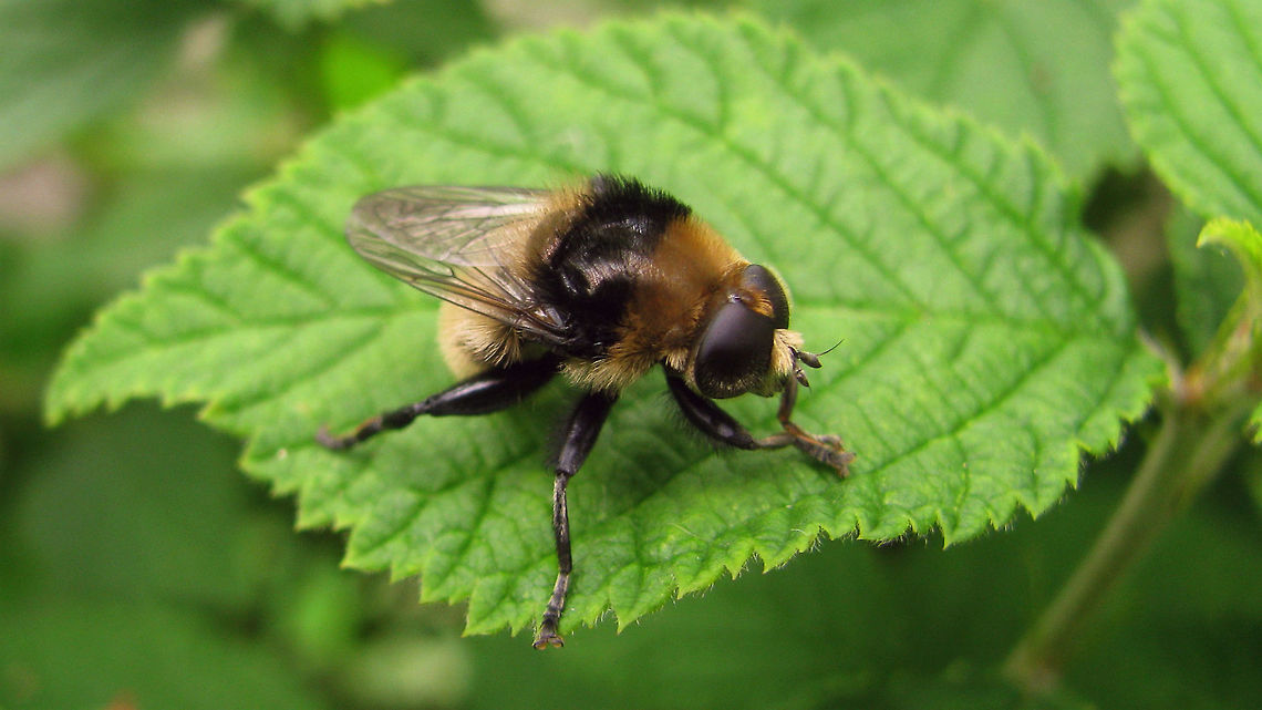 Merodon equestris - orangy This specimen is slightly more orangy in front Diptera,Merodon,Merodon equestris,Syrphidae