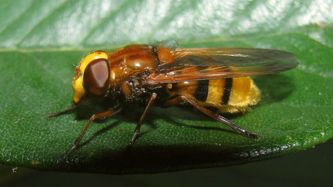 Volucella zonaria Volucella zonaria (16-22mm) can look a lot like the slightly smaller Volucella inanis (14-16mm). The best way to separate the two is by the colour of the sternites. Luckily for me I got a side shot of this one where the detail is visibel :o)  Diptera,Hooverfly,Hornet mimic hoverfly,Syrphidae,Volucella,Volucella zonaria,compound eyes,mimicry