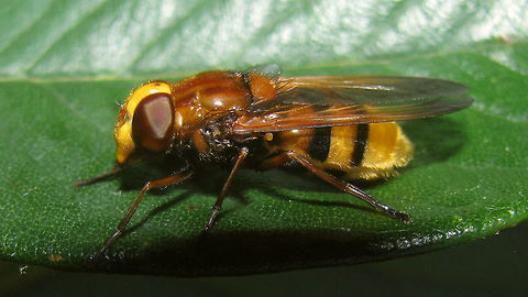 Volucella zonaria Volucella zonaria (16-22mm) can look a lot like the slightly smaller Volucella inanis (14-16mm). The best way to separate the two is by the colour of the sternites. Luckily for me I got a side shot of this one where the detail is visibel :o)  Diptera,Hooverfly,Hornet mimic hoverfly,Syrphidae,Volucella,Volucella zonaria,compound eyes,mimicry