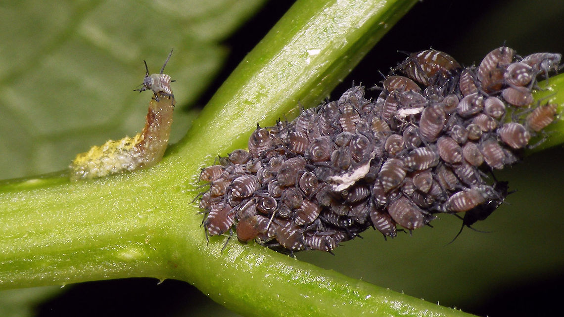 Hooverfly larva starting on a smörgåsbord A hooverfly larva taking its first byte out of a sm&ouml;rg&aring;sbord of aphids Aphid,Aphididae,Diptera,Hemiptera,Hooverfly,Larva,Syrphidae