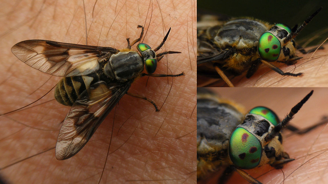 Chrysops relictus Putting myself at risk to get the shots ;o)<br />
(det.conf. Theo Zeegers @ waarneming.nl) Chrysops,Chrysops (Chrysops) relictus,Chrysops relictus,Diptera,Tabanidae,compound eyes