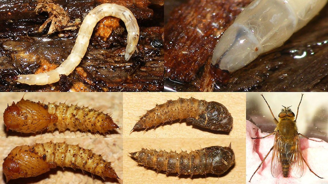 Thereva nobilitata - larva, pupa, fly Collage of shots of a larva of Thereva nobilitata that I kept to document the development to imago.<br />
Top row: Complete larva and close-up of head, showing the &quot;spoon&quot;-shaped appendage typical for Therevidae larvae<br />
Bottom left: Fresh pupa<br />
Bottom centre: Mature pupa<br />
Bottom right: Resulting imago Thereva nobilitata (male) - ID confirmed by Elias de Bree @ waarneming.nl  Common Stiletto,Diptera,Larva,Pupa,Stiletto fly,Thereva,Thereva nobilitata,Therevidae