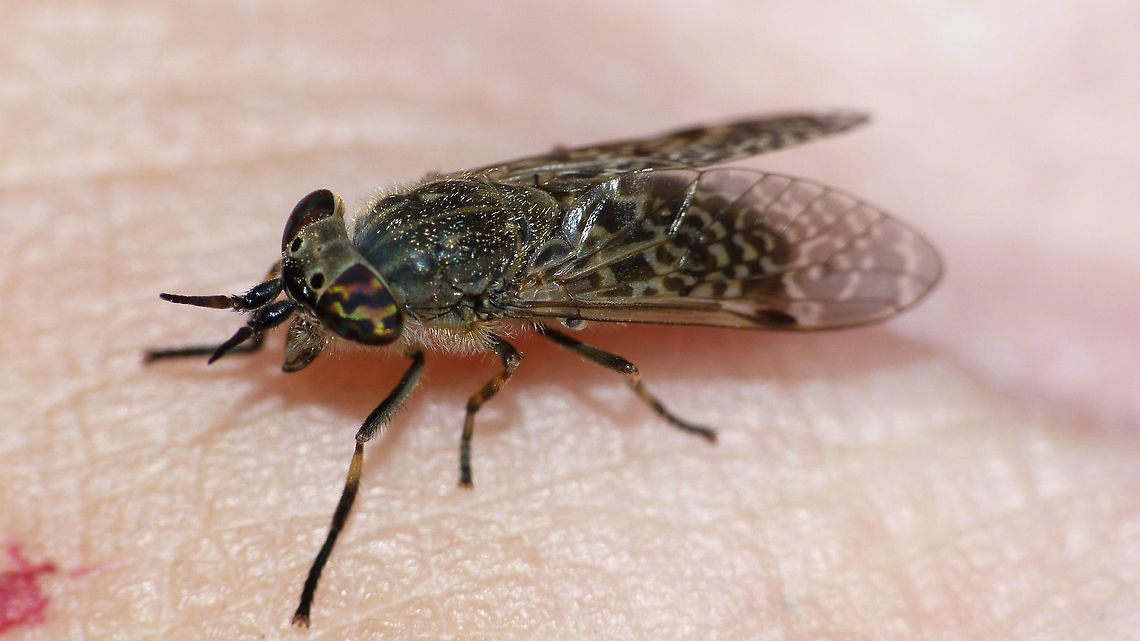Haematopota pluvialis - female Another sacrificial exercise :o) Common Horse Fly,Diptera,Haematopota,Haematopota pluvialis,Tabanidae