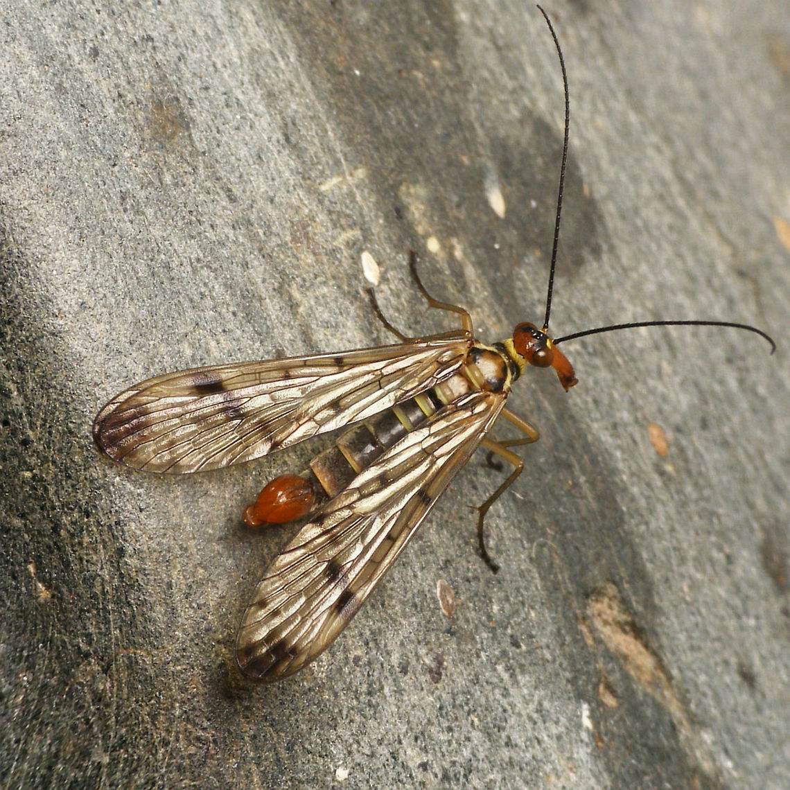 Panorpa cognata - male Single shot of a Panorpa cognata male with &quot;medium heavy&quot; wing markings. On the light side it can reach almost entirely unmarked wings. A male with more developed markings is included in this collage:<br />
<figure class="photo"><a href="https://www.jungledragon.com/image/48221/panorpa_cognata_iding_characters.html" title="Panorpa cognata IDing characters"><img src="https://s3.amazonaws.com/media.jungledragon.com/images/3043/48221_thumb.jpg?AWSAccessKeyId=05GMT0V3GWVNE7GGM1R2&Expires=1767225610&Signature=qBlxdTdb3hA9dpmwd5rEvpJli7Q%3D" width="200" height="150" alt="Panorpa cognata IDing characters Collage of things to look for in IDing Panorpa cognata Panorpa,Panorpa ID help,Panorpa cognata,Panorpidae,Scorpionfly,mecoptera" /></a></figure>  Panorpa,Panorpa cognata,Panorpidae,Scorpionfly,mecoptera