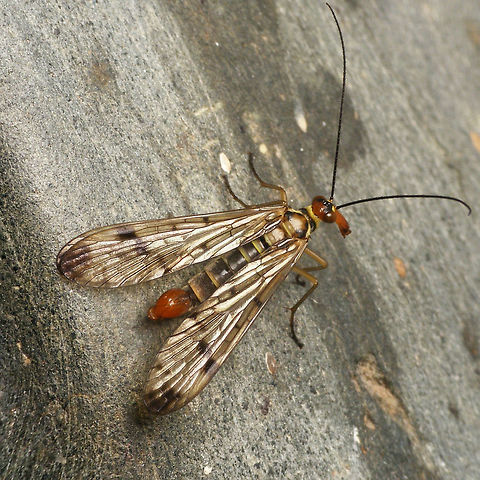 Panorpa cognata - male Single shot of a Panorpa cognata male with "medium heavy" wing markings. On the light side it can reach almost entirely unmarked wings. A male with more developed markings is included in this collage:
https://www.jungledragon.com/image/48221/panorpa_cognata_iding_characters.html  Panorpa,Panorpa cognata,Panorpidae,Scorpionfly,mecoptera