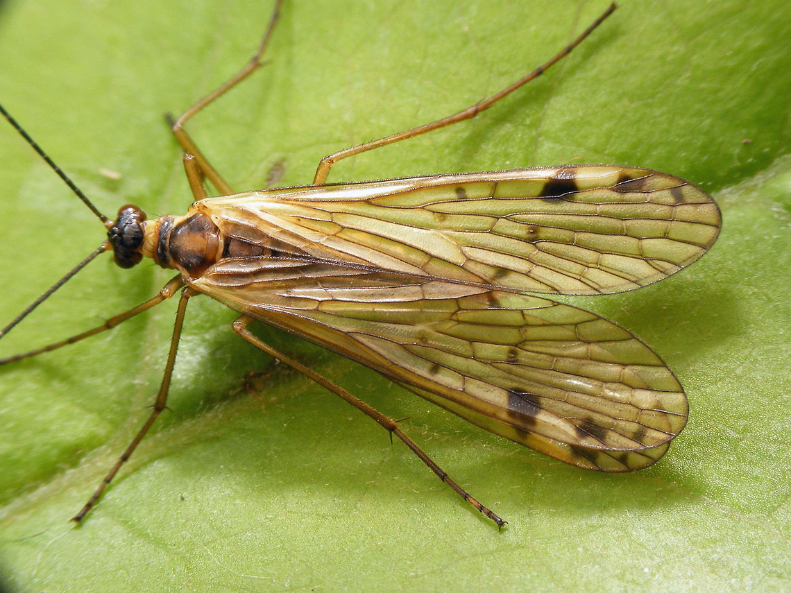 Panorpa alpina - female Female Panorpa alpina Aulops,Aulops alpina,Mecoptera,Panorpa,Panorpa alpina,Panorpidae
