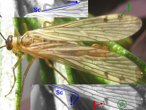 Panorpa alpina ID help No-language ID help for Panorpa alpina:

Blue: The subcosta (Sc) is short and fuses with the costa (front of the wing) about halfway between shoulder and pterostigma. This is the character that is/was generally used to separate Aulops from Panorpa if the genus Aulops is given a status aparte. On Panorpa s.str. the subcosta runs all the way to the pterostigma.

Red: A small cross vein just before the pterostigma, about in the same place where the subcosta would end on Panorpa s.str.

Green: A distinctive black spot directly at the apex of the pterostigma. This is one of the very first markings to appear, even on very lightly marked specimen, so it will almost always be visible but for the truly "unmarked" specimen.

Here is a visually nicer picture with the same characters indicated as English text:
https://www.jungledragon.com/image/62617/panorpa_alpina_-_wing_characters.html

Additionally helpful can be that the species is usually quite a bit "paler" than the other Panorpa spp and that the male normally carries the genital bulb (tail calipers) curled up quite a bit further than the other species, as can be seen here:
https://www.jungledragon.com/image/48222/panorpa_alpina_-_male_lateral.html
Note how the hypovalves - officially a "ventral" structure, but carried curled up to a dorsal position on most species - are curled up even further and end up facing forward or even slightly downward again.   Aulops,Aulops alpina,Mecoptera,Panorpa,Panorpa ID help,Panorpa alpina,Panorpidae