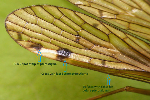 Panorpa alpina - wing characters Close-up of Panorpa alpina wing tip with some characters helpful to ID marked with English text.
See the more extensive explanation with this image:
https://www.jungledragon.com/image/62616/panorpa_alpina_id_help.html  Aulops,Aulops alpina,Mecoptera,Panorpa,Panorpa ID help,Panorpa alpina,Panorpidae
