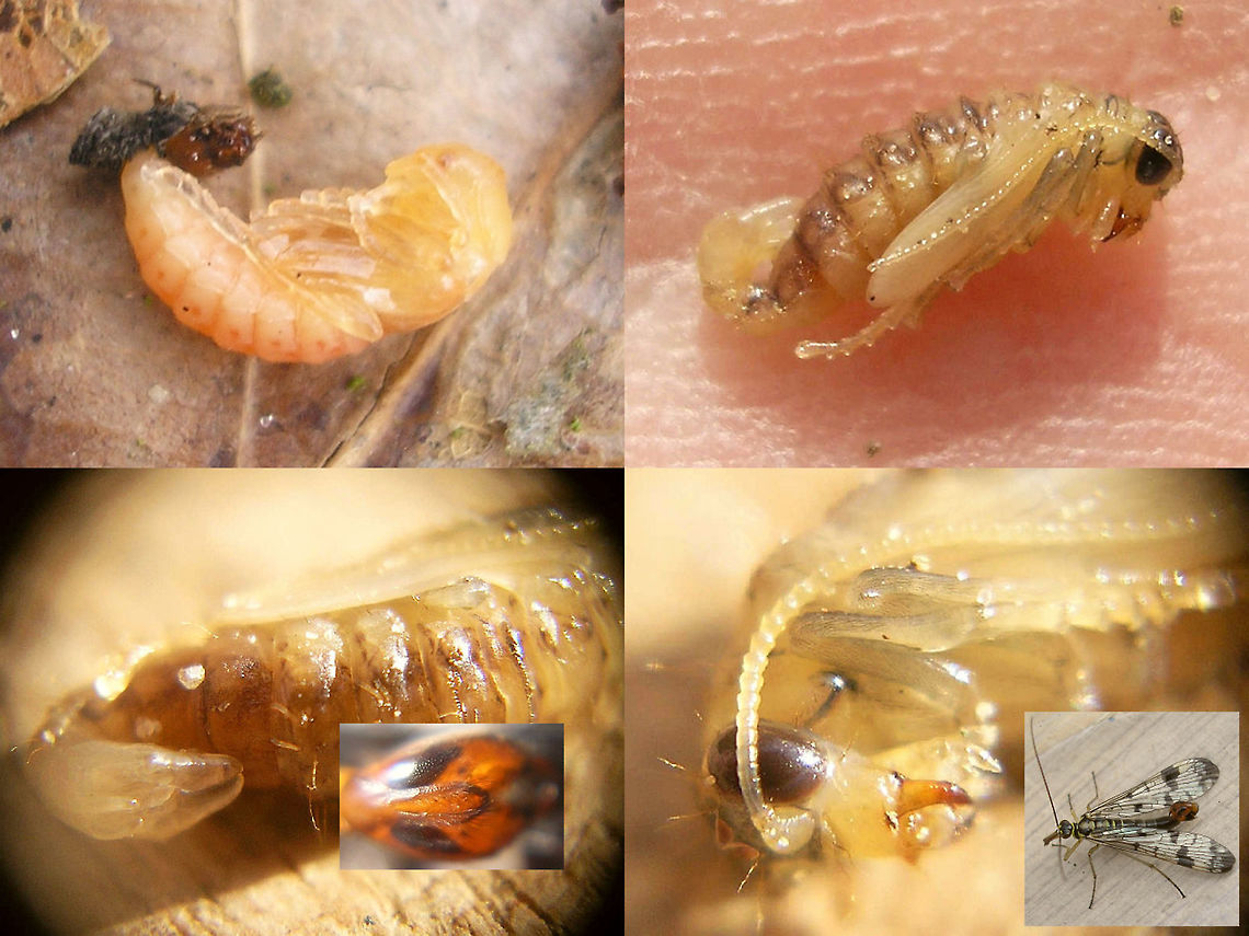 Panorpa communis - pupa etc. Somewhat old series of a Scorpionfly pupa that I found and took home to let it hatch, resulting in a male Panorpa communis. Common scorpionfly,Mecoptera,Panorpa,Panorpa communis,Panorpa development,Panorpidae,Pupa,Scorpionfly