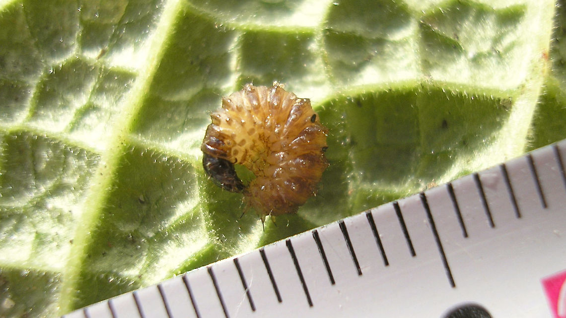 Panorpa larva Just bumped into this older image of a Panorpa larva and figured I might as well dump it here too :o) Larva,Mecoptera,Panorpa,Panorpa development,Panorpidae,Scorpionfly