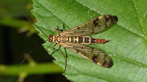 Panorpa cognata - female Uploaded this one to contrast the gravid female uploaded earlier:
https://www.jungledragon.com/image/48220/panorpa_cognata_-_gravid_female.html Mecoptera,Panorpa,Panorpa cognata,Panorpidae