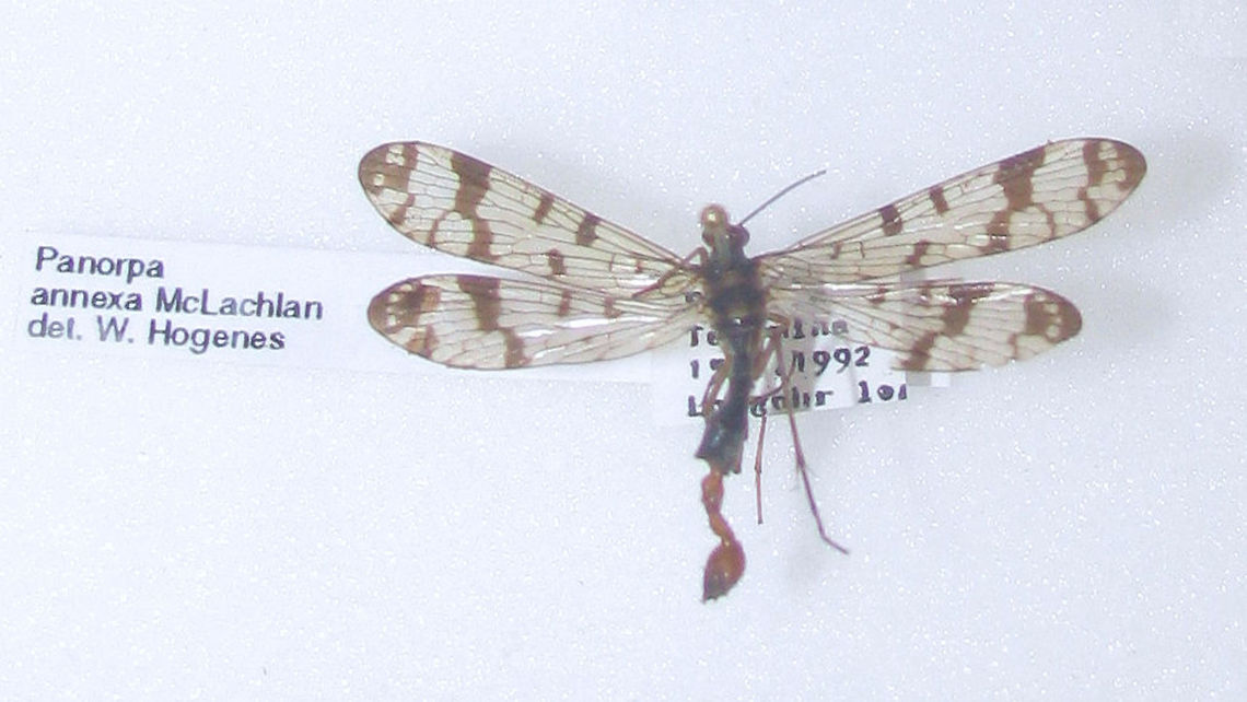 Panorpa annexa Snapshot of specimen in the collection of the Naturalis Biodiversity Center (Leiden, Netherlands)<br />
You can use these freely, but need to credit Naturalis for making the collection available, hence licensed as CC-BY (Attribution) Mecoptera,Naturalis Biodiversity Center,Panorpa,Panorpa annexa,Panorpidae
